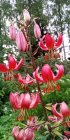 Lilium martagon 'Manitoba Morning' Лилия кудреватая